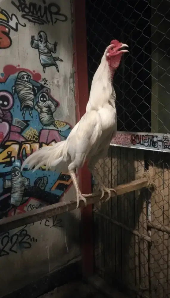 Ayam Bangkok putih polos