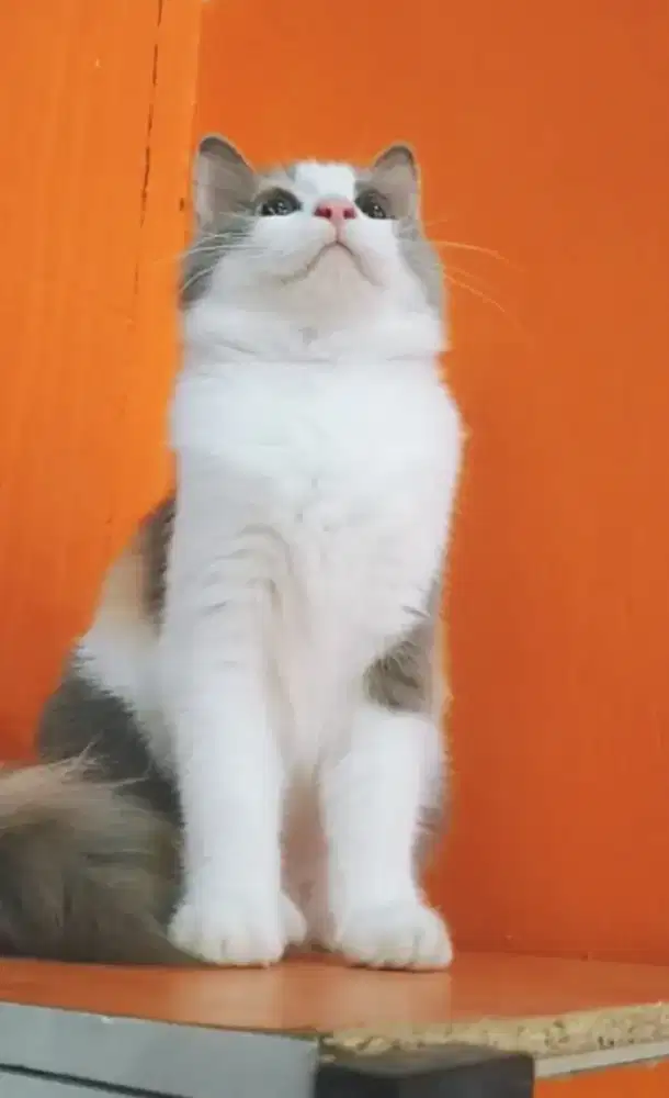 Betina 4,5 bulana. Warna manis calico deluts