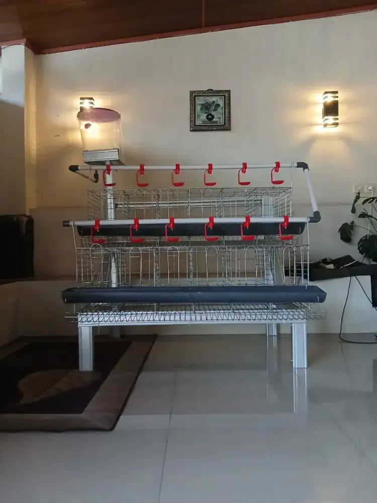 Kandang ayam petelur kapasitas 12 ekor