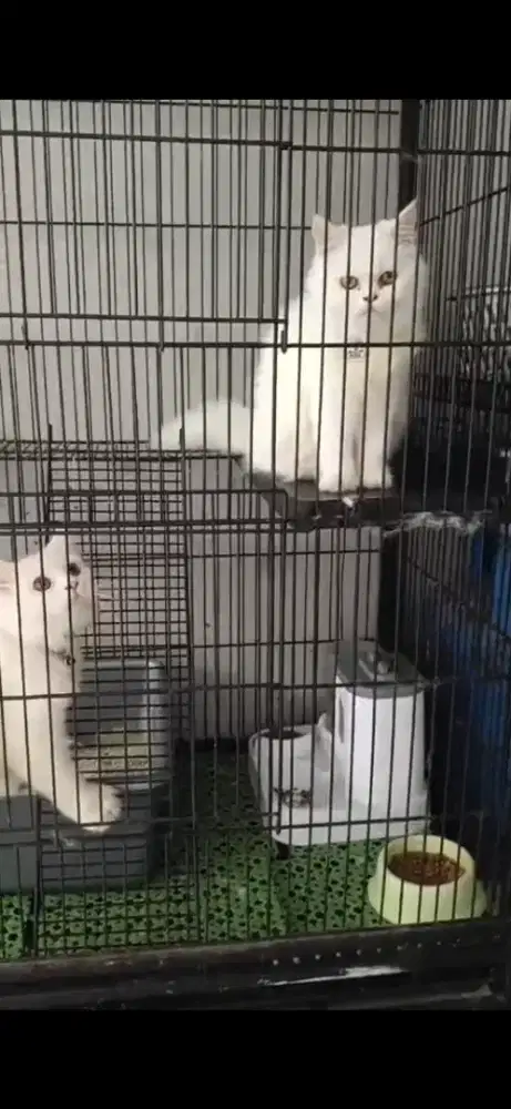 Persia & Himalaya Jual Aja Semua Plus Kandangnya