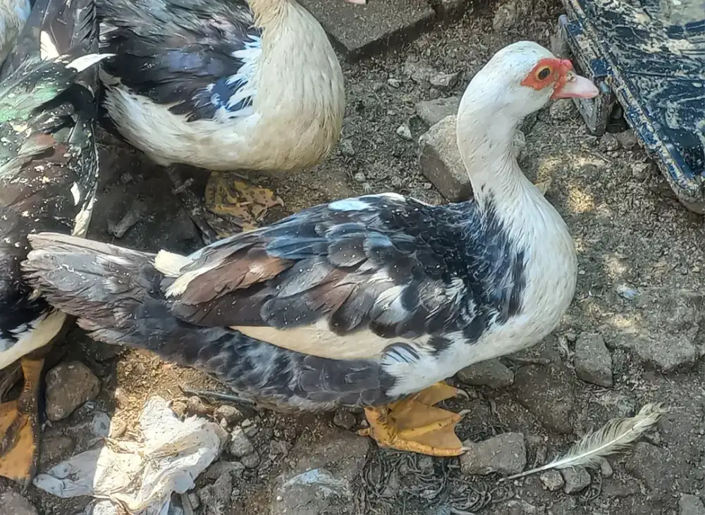 Di Jual Bebek Entok Jali-Jali kelabu