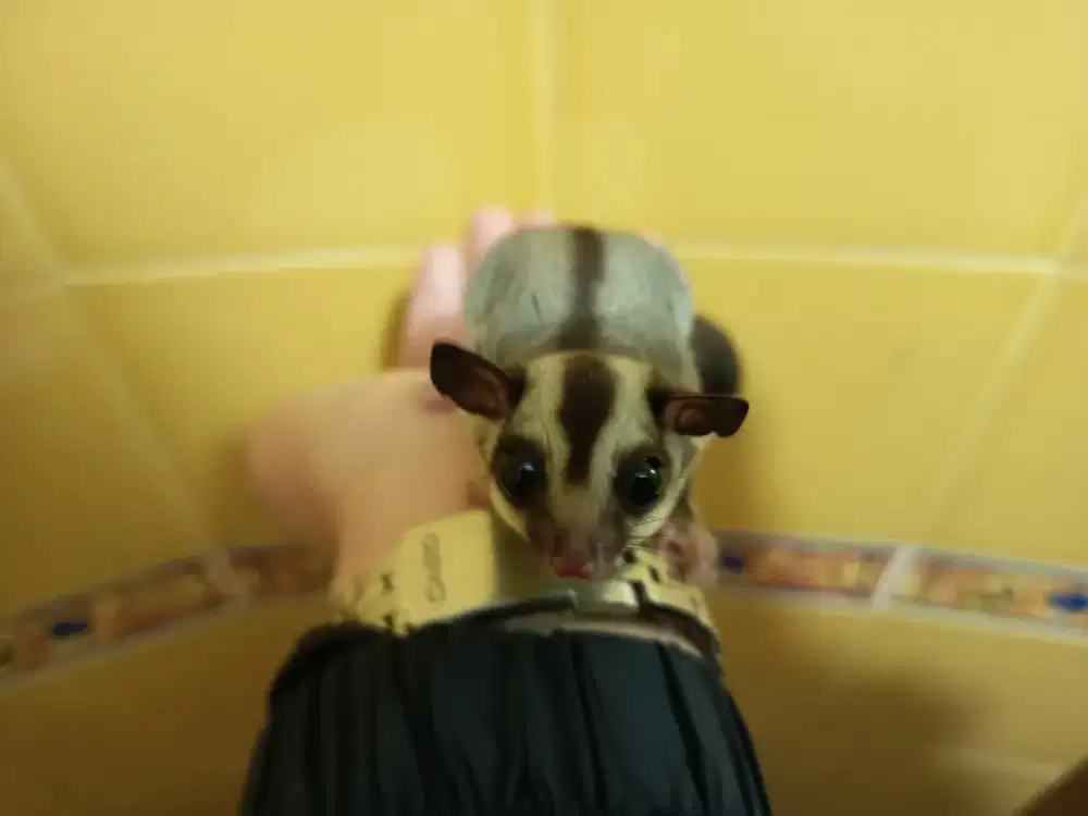 Sugar glider betina kandang sugar glider kandang hewan