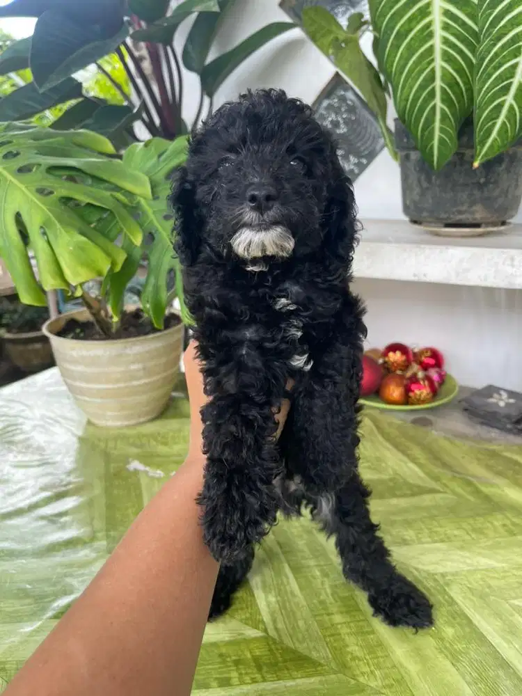 poodle mismark 2 bulan