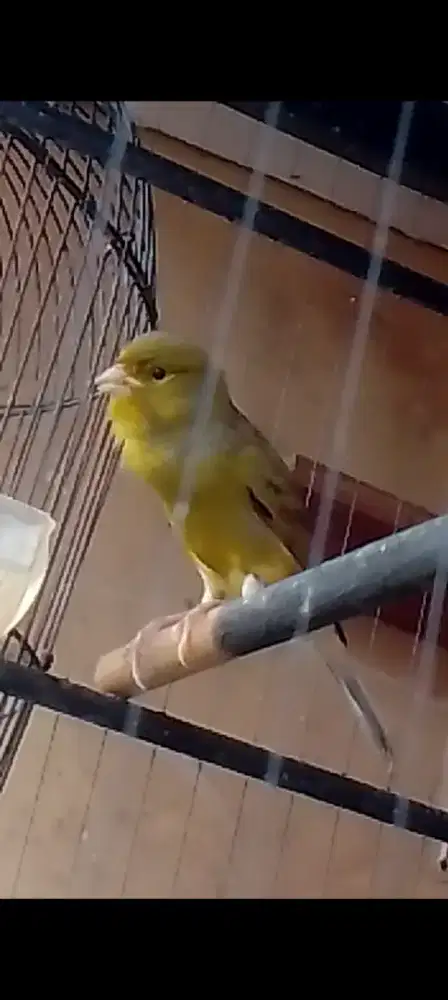 Kenari loper eks maenan