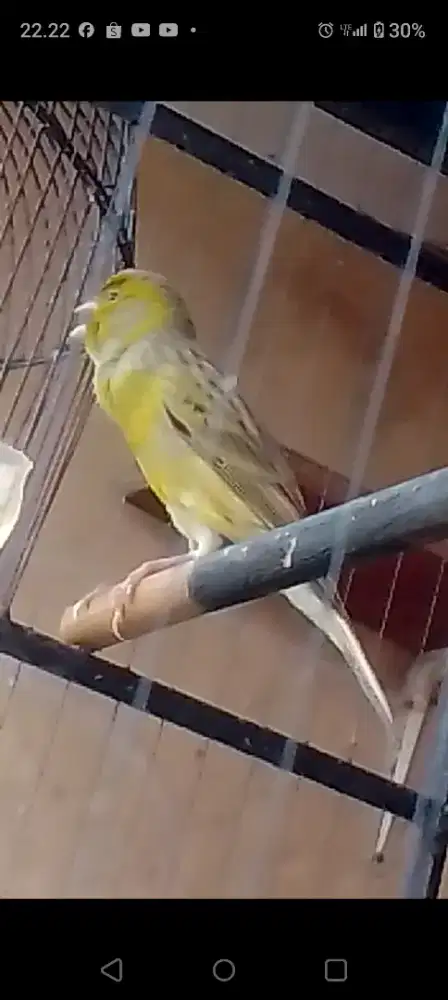 Kenari loper  gacor eks lapang