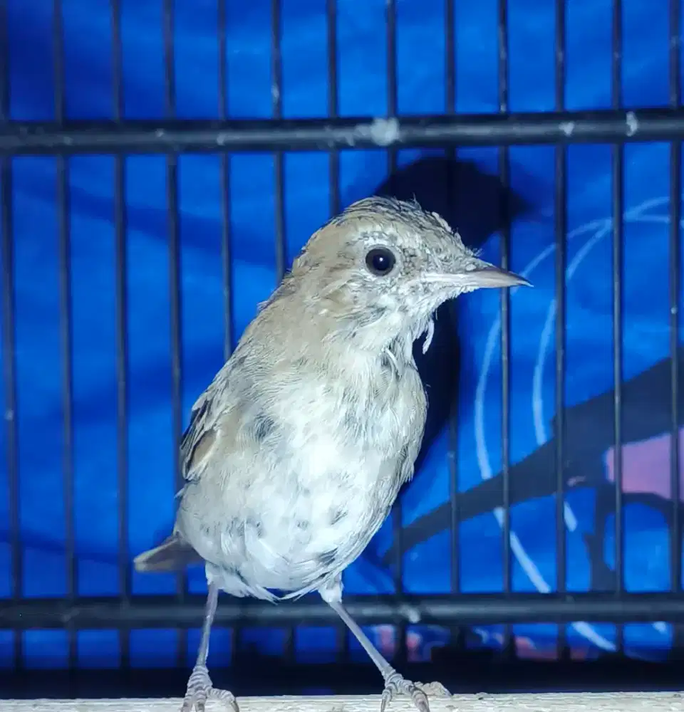 Sikatan londo common nightingale