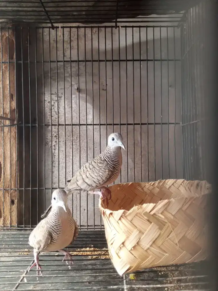 Perkutut lokal sepasang