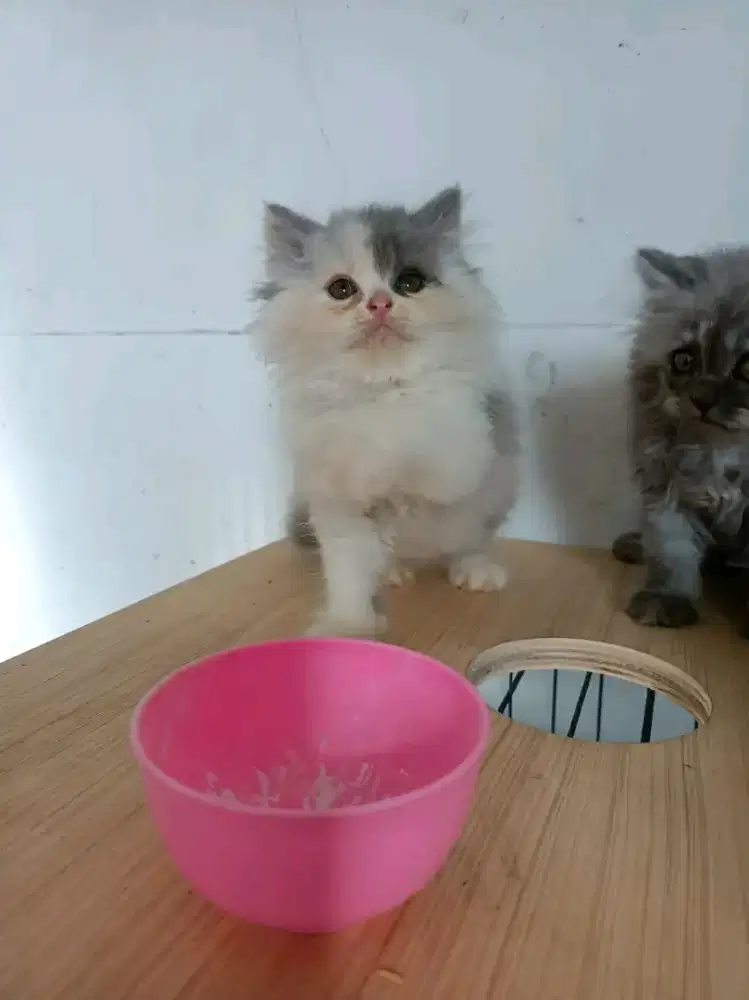 Lepas adopt faltnose