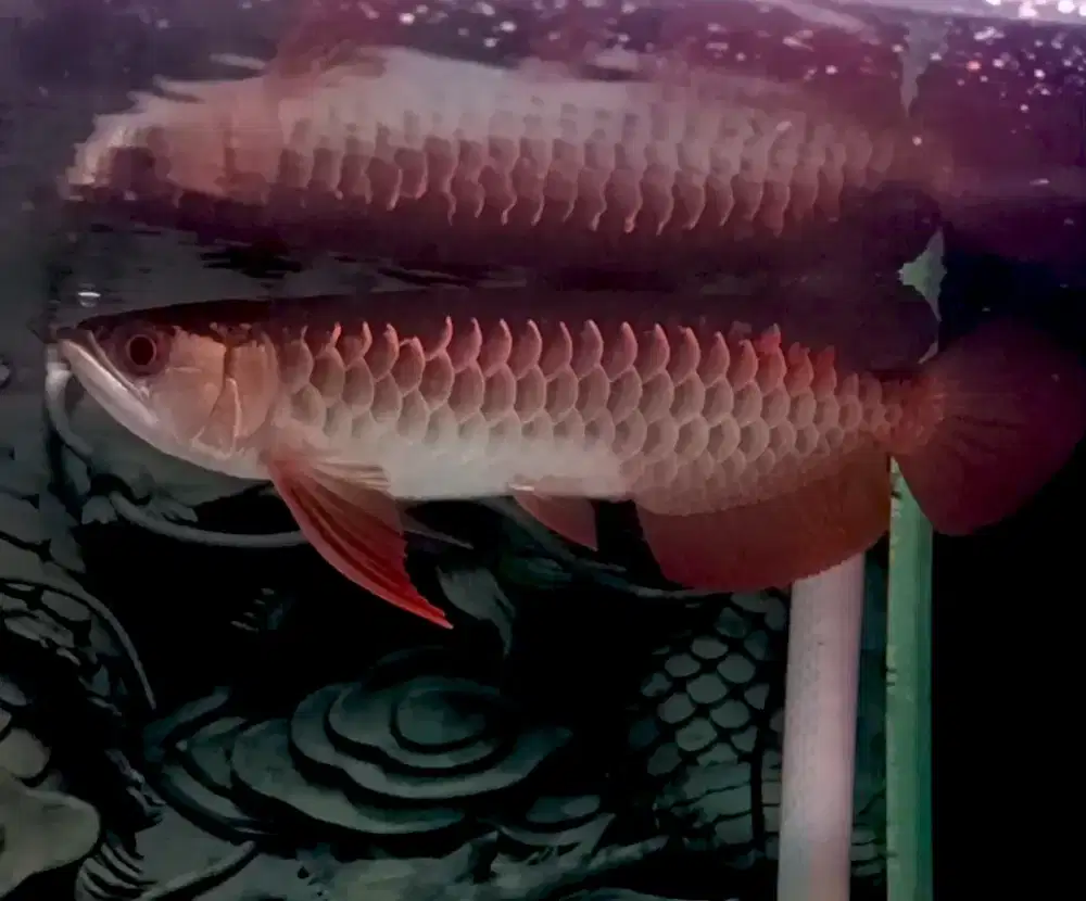 Ikan Arwana Golden Red