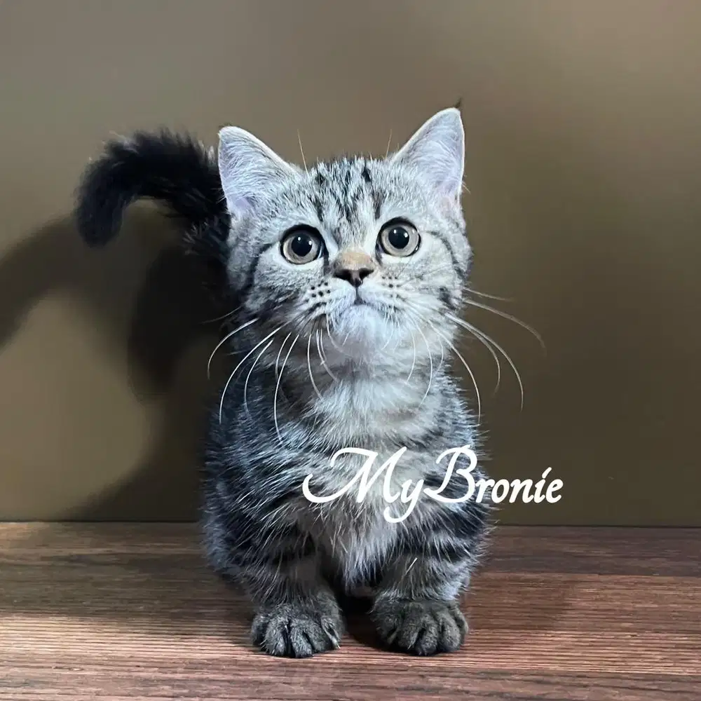 Kucing munchkin british jantan