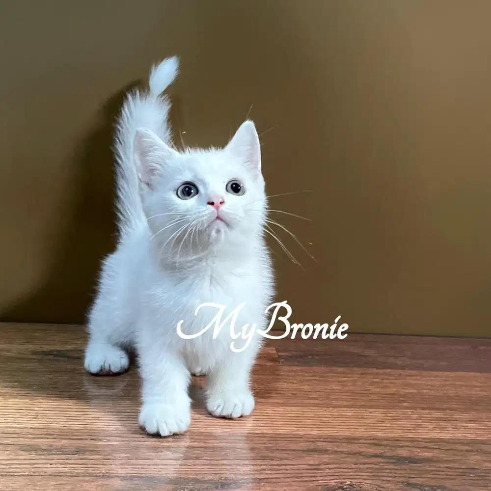 Kucing munchkin british shorthair murah