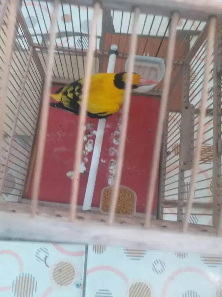 Kepodang jantan lagi dokor harian bunyi semaunya