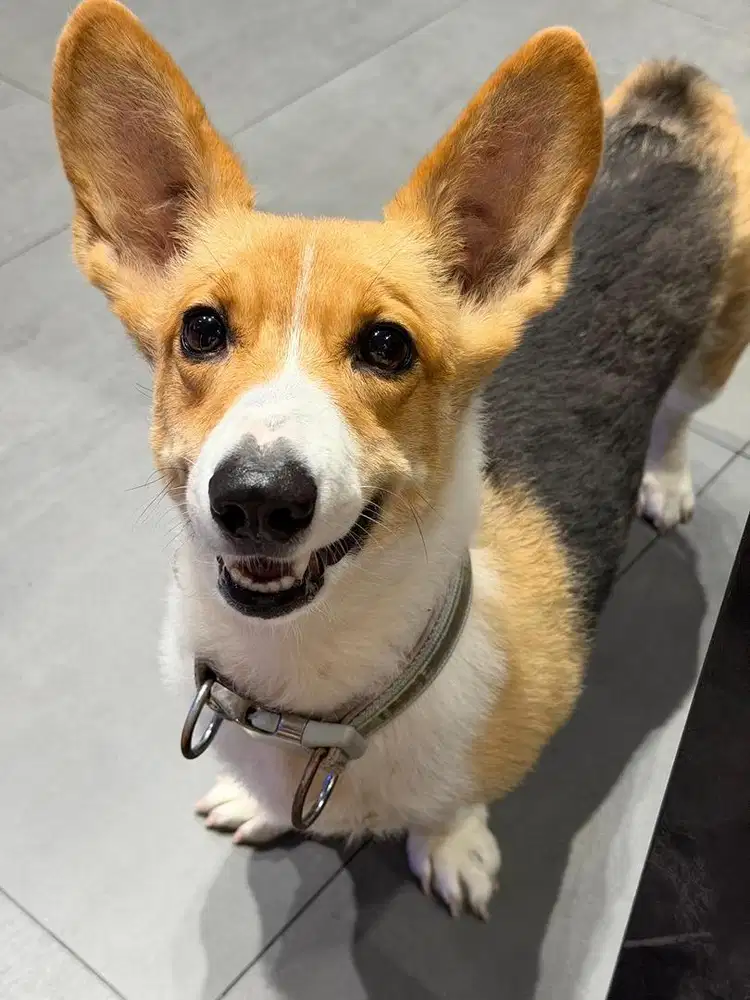 Welsh corgi free adopt