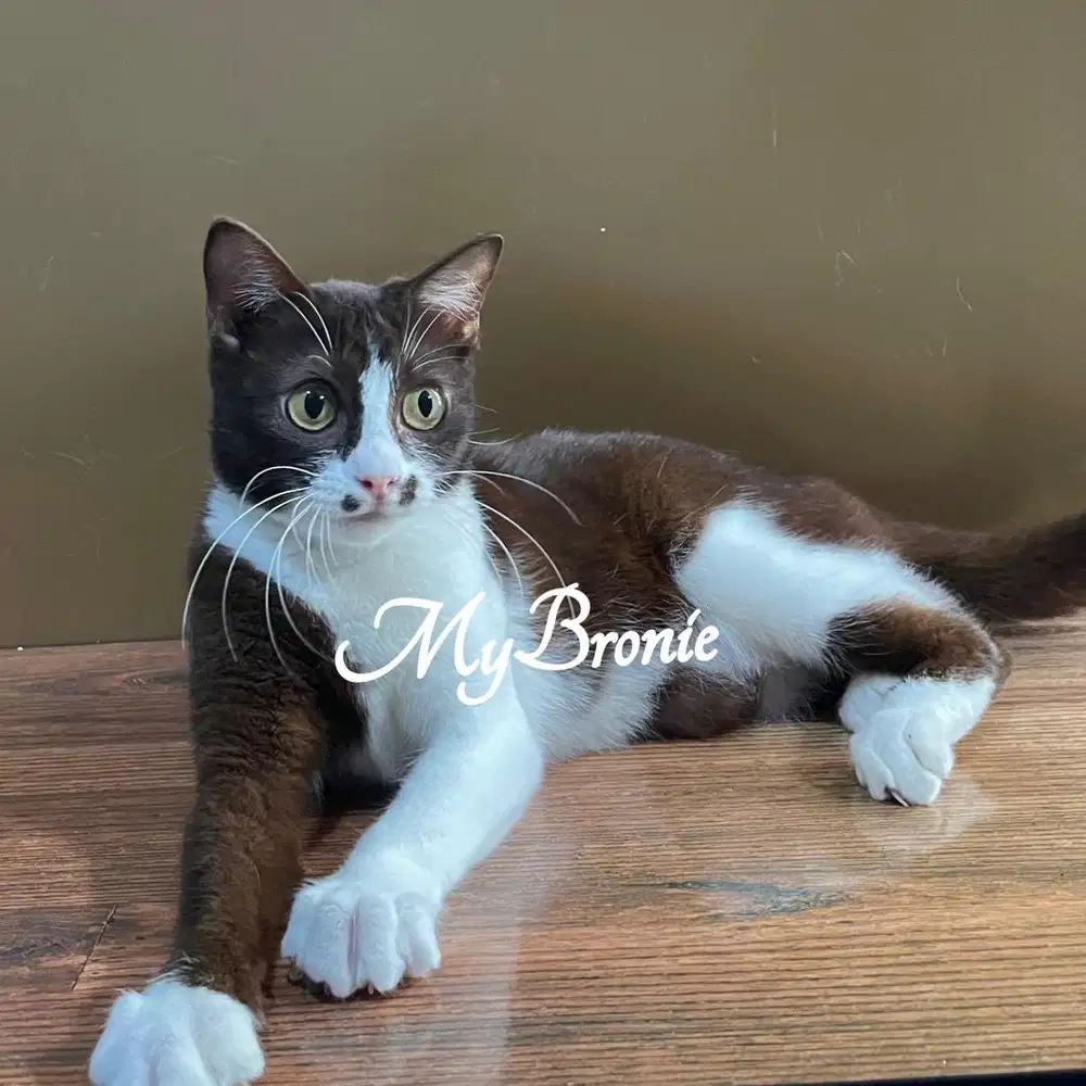 Kucing scottish straight choco bicolor betina semi hibah