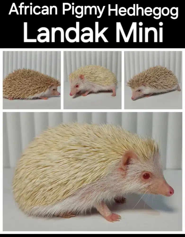 Landak Mini 3ekor Siap Ternak