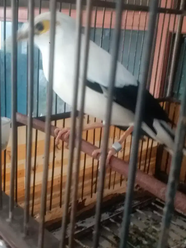 Jalak suren bersih mulus