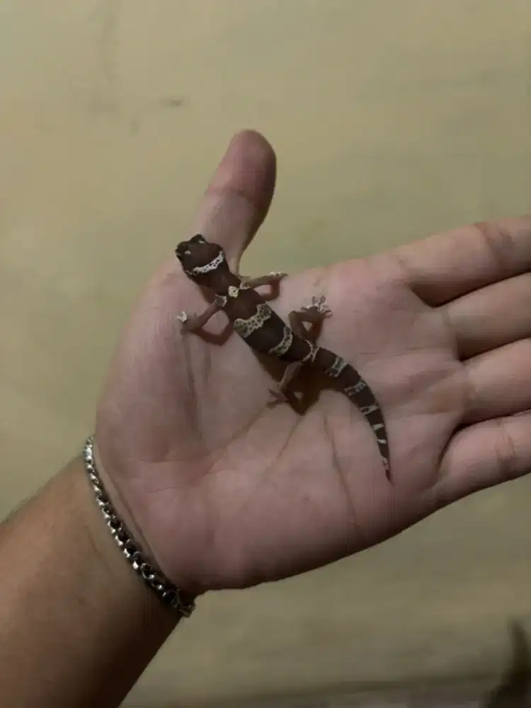 leopard gecko cerah