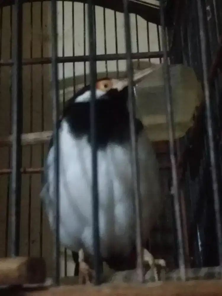 Jalak sursn gacor bocor garuda mompa jinak isian bnyk