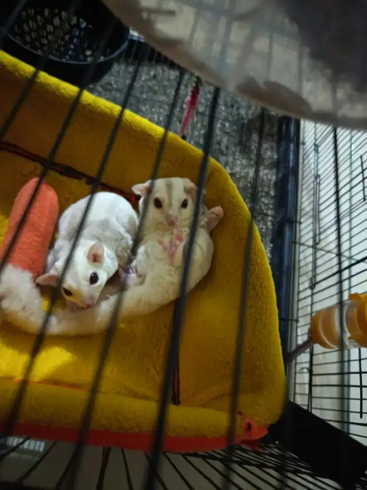 Sugar glider Creamino