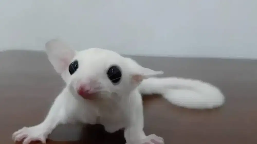 sugar glider leucistic