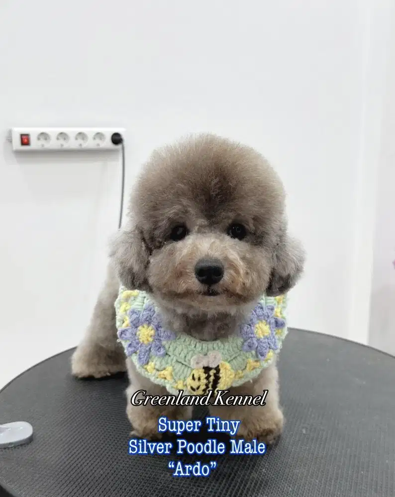 Super Tiny Silver Poodle Male HIGH QUALITY