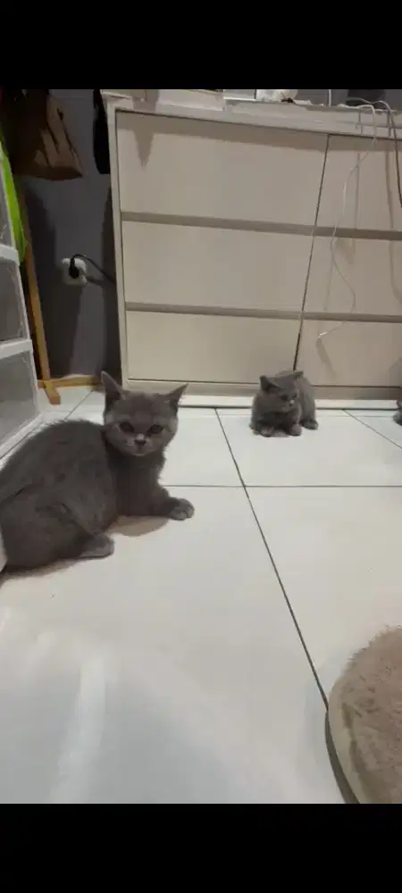 BSH MUNCHKIN INDUKAN PED