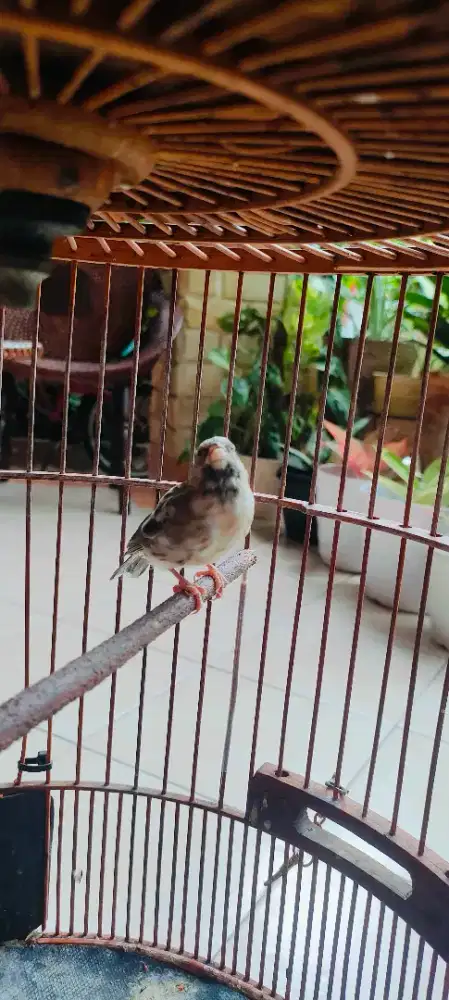 Blacktrout dewasa fullset gacor dor