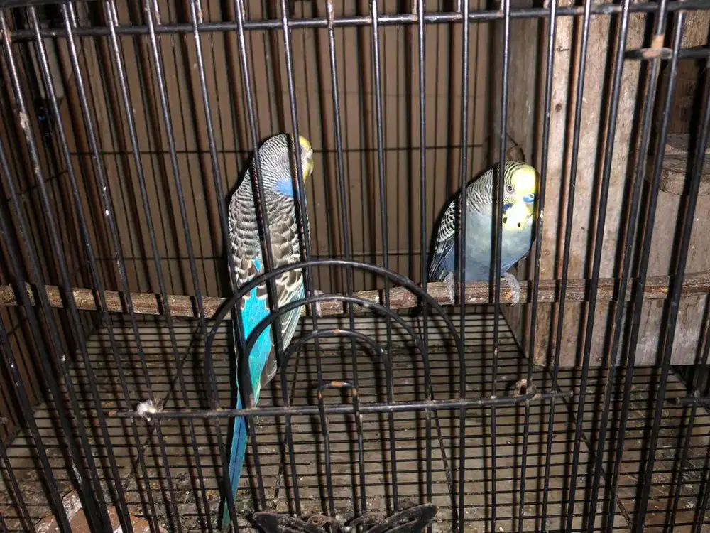 Indukan burung parkit