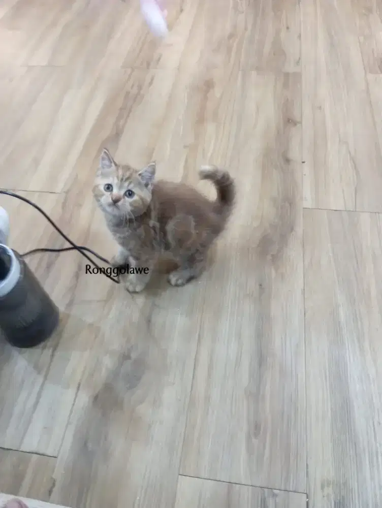 Kitten Scottish straight betina