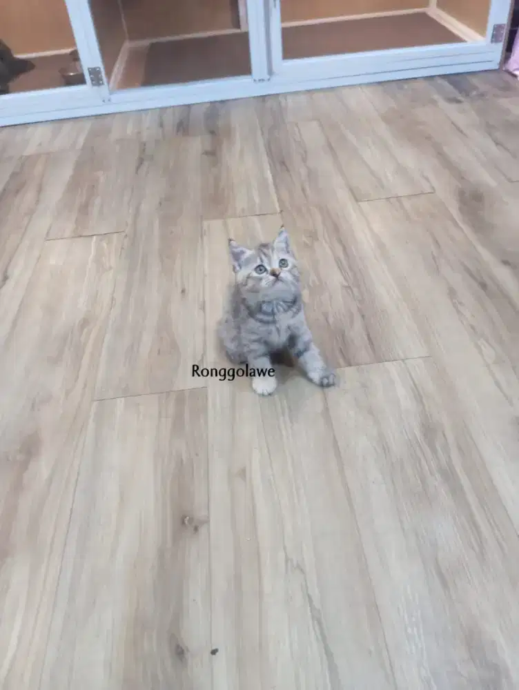 Kitten Scottish straight betina