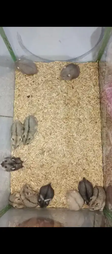 Dijual anakan hamster campbell