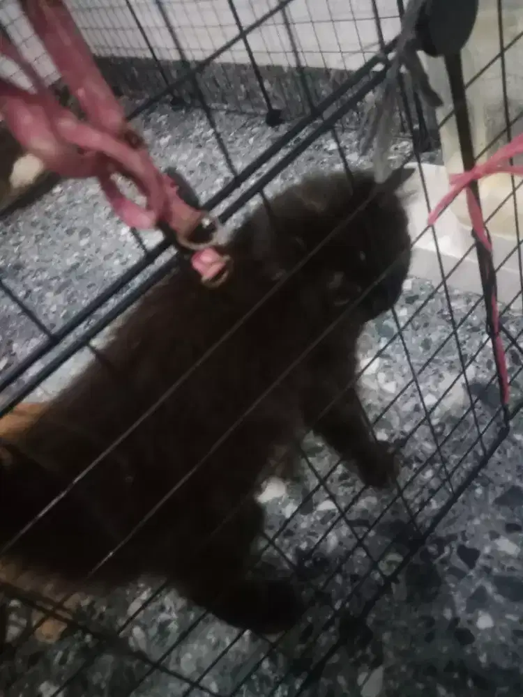 Adopt kucing persia munckhin