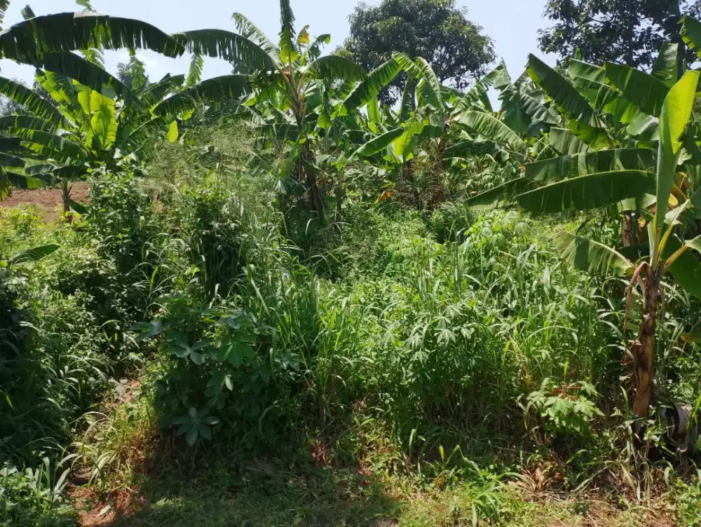 Tanah matang jalan raya cinunuk cileunyi