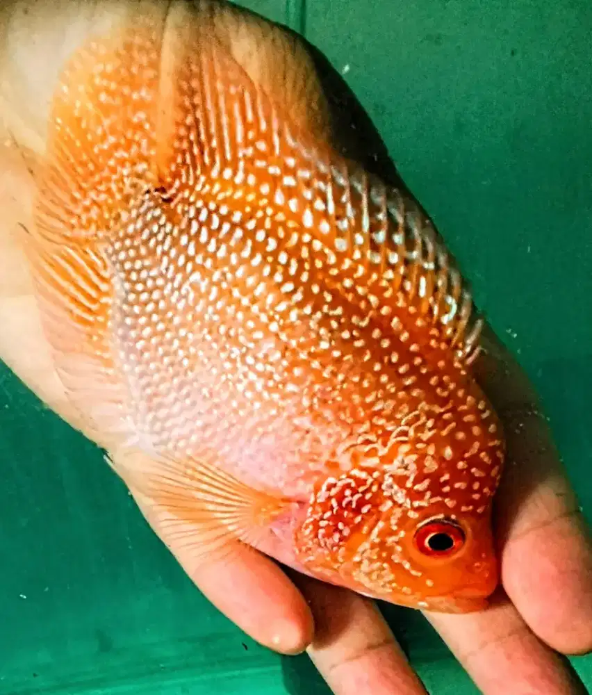 Louhan betina golden base