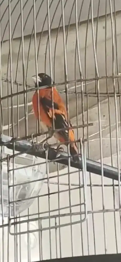 Red siskin klasik.gacoor door