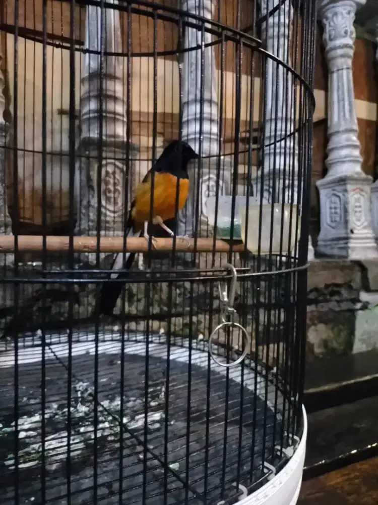 Burung murai non gembung fs