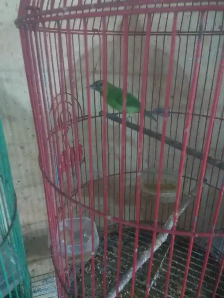 Burung Anakan Hejo Jantan