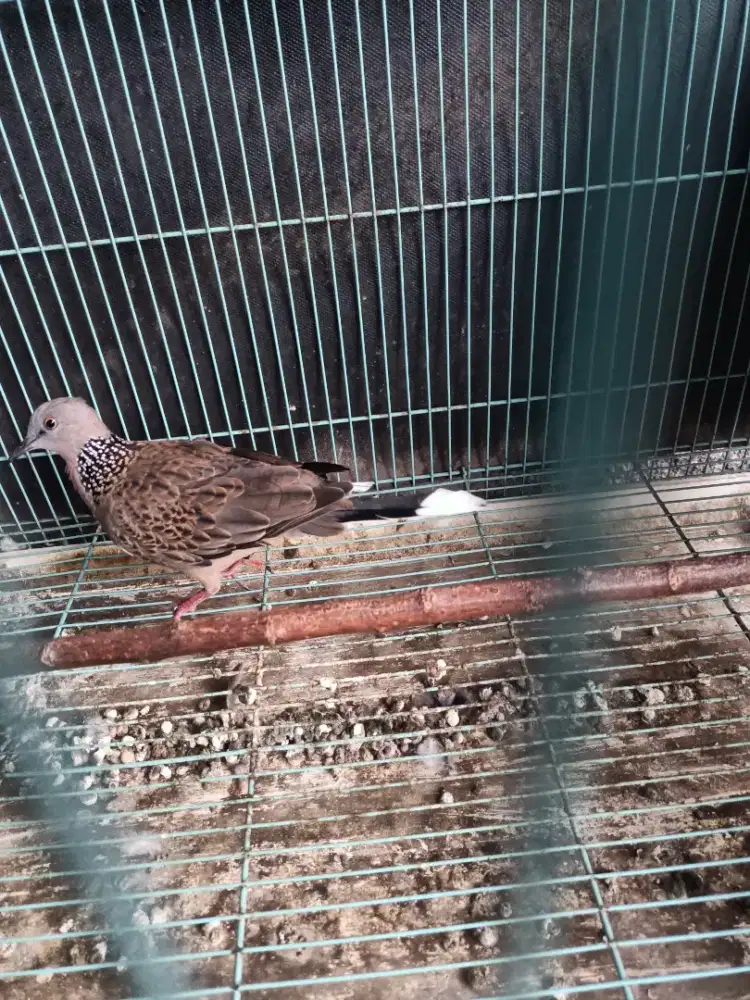 Burung tekukur kuk 5