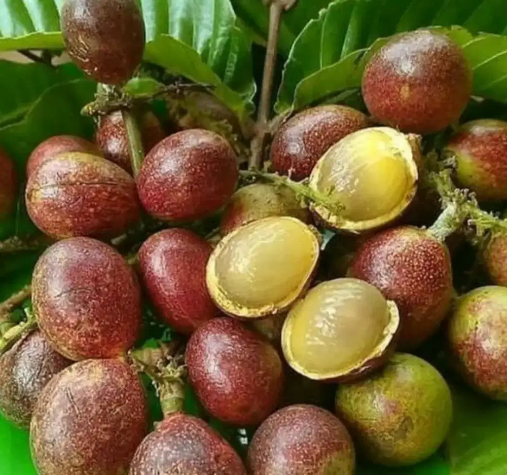 Bibit Buah Matoa khas papua