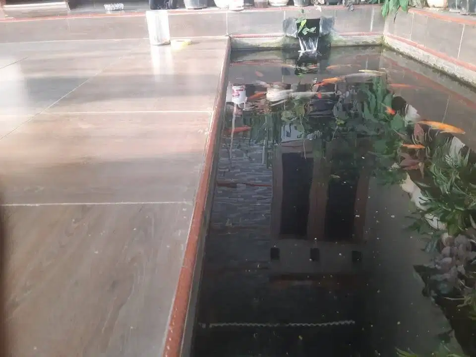 Dijual cepat kolam ikan Koi bonus rumah beserta tanahnya 100m2