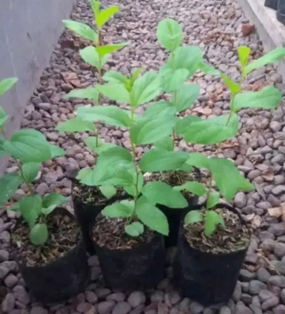 Bibit daun bidara Arab sidr asli dijamin originalitasnya Bergaransi