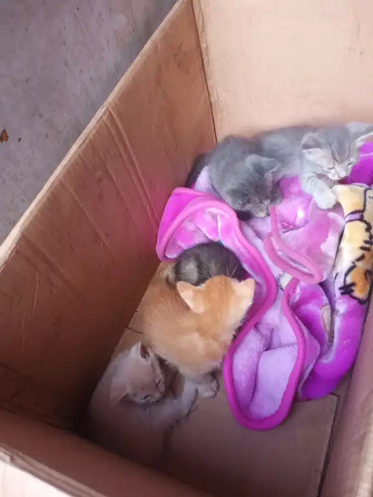 kucing persia mixdom