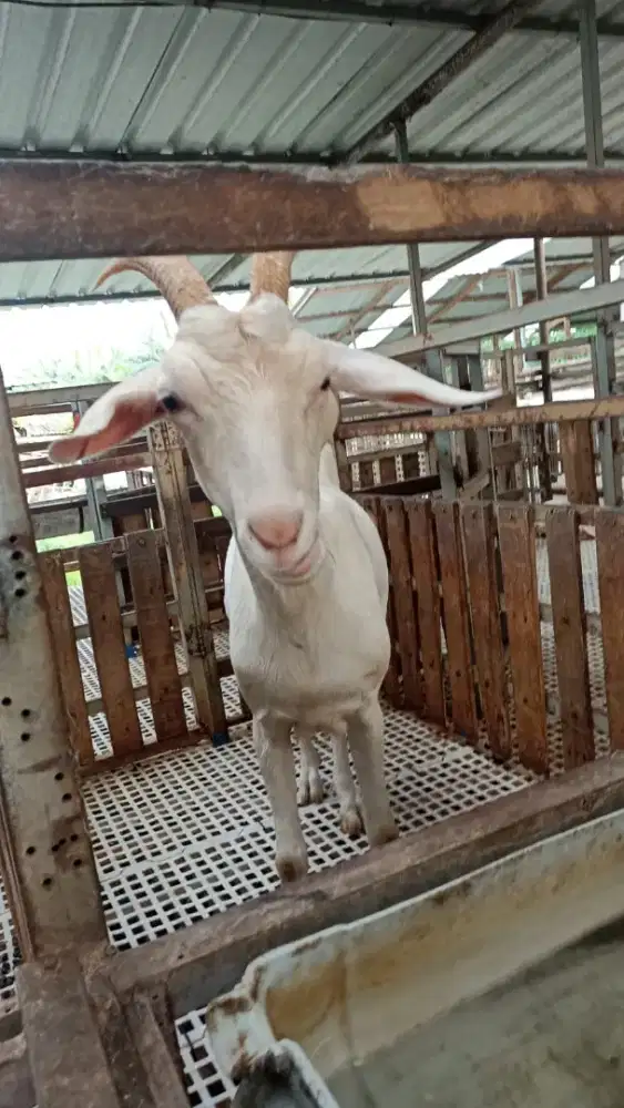 Dibutuhkan produksi & anak buah kandang