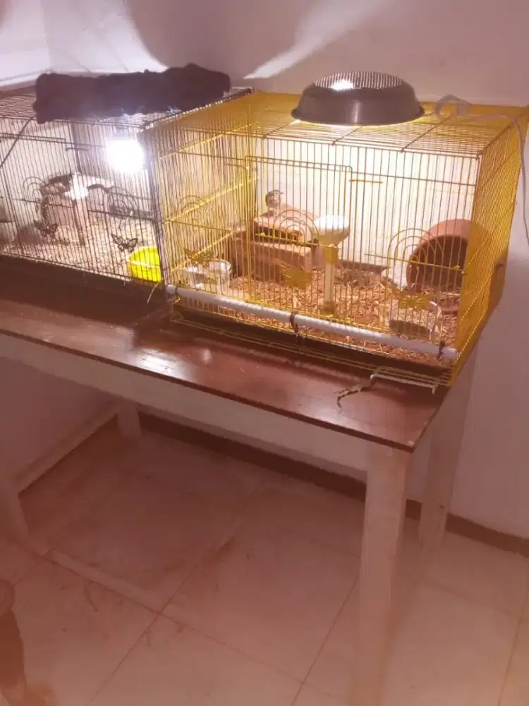 Brajangan indukan Java+parva siap ternak fullset