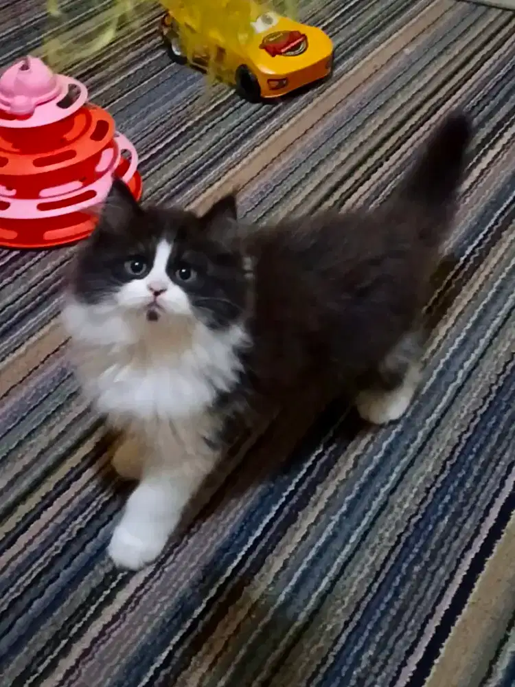 Kucing Persia Medium Hitam Putih Jantan