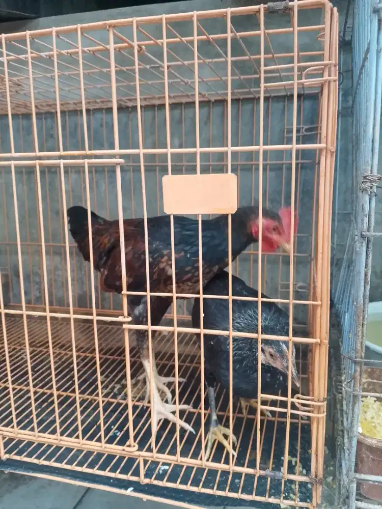Di jual ayam kampung sepasang umur 2bln