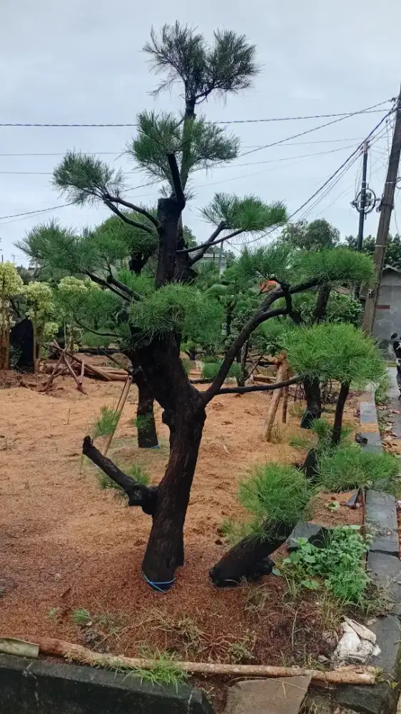 bonsay cemara dan tanaman hias