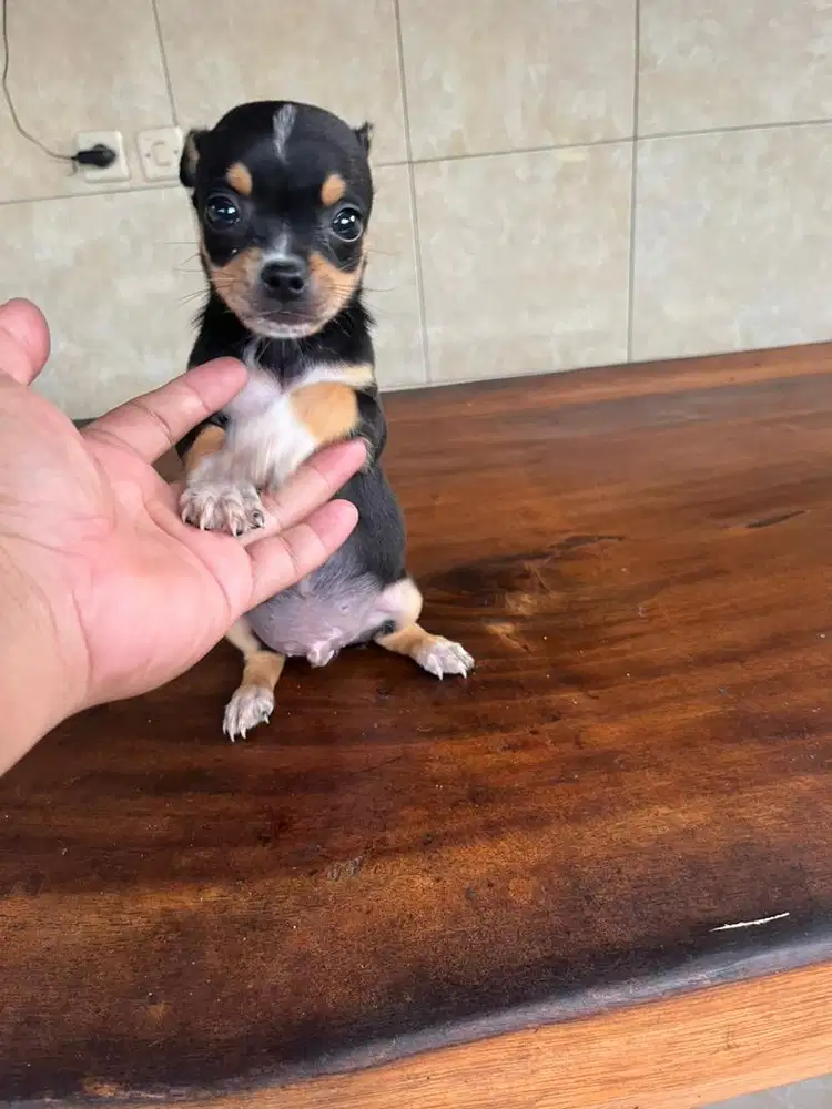 sisa 1 chh super cakep