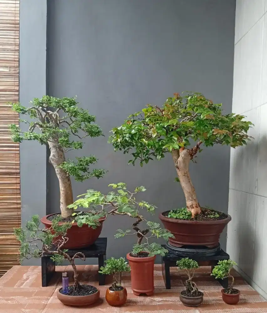 Mini bonsai murah 7 pohon siap pajang