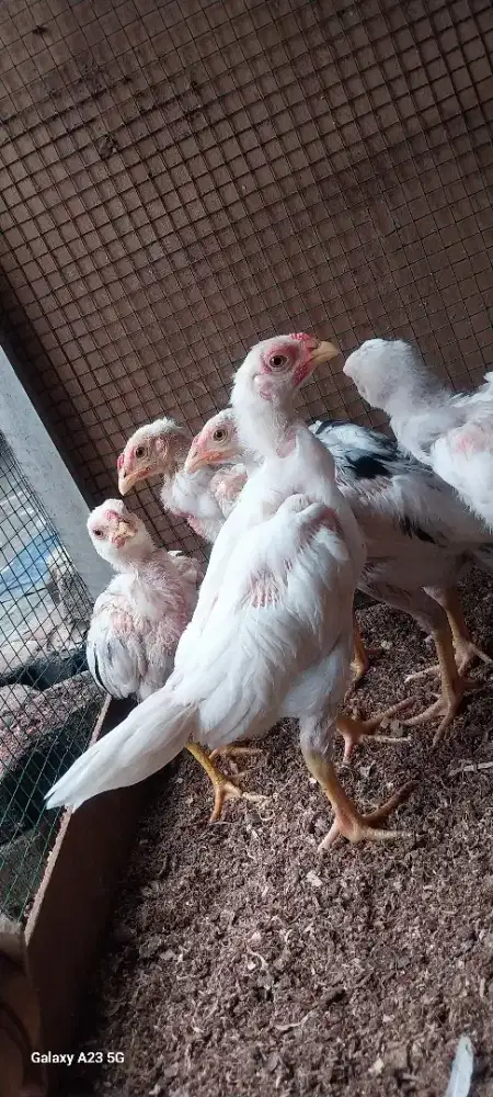 Anak ayam ekorlidi umur 1,5 bulan